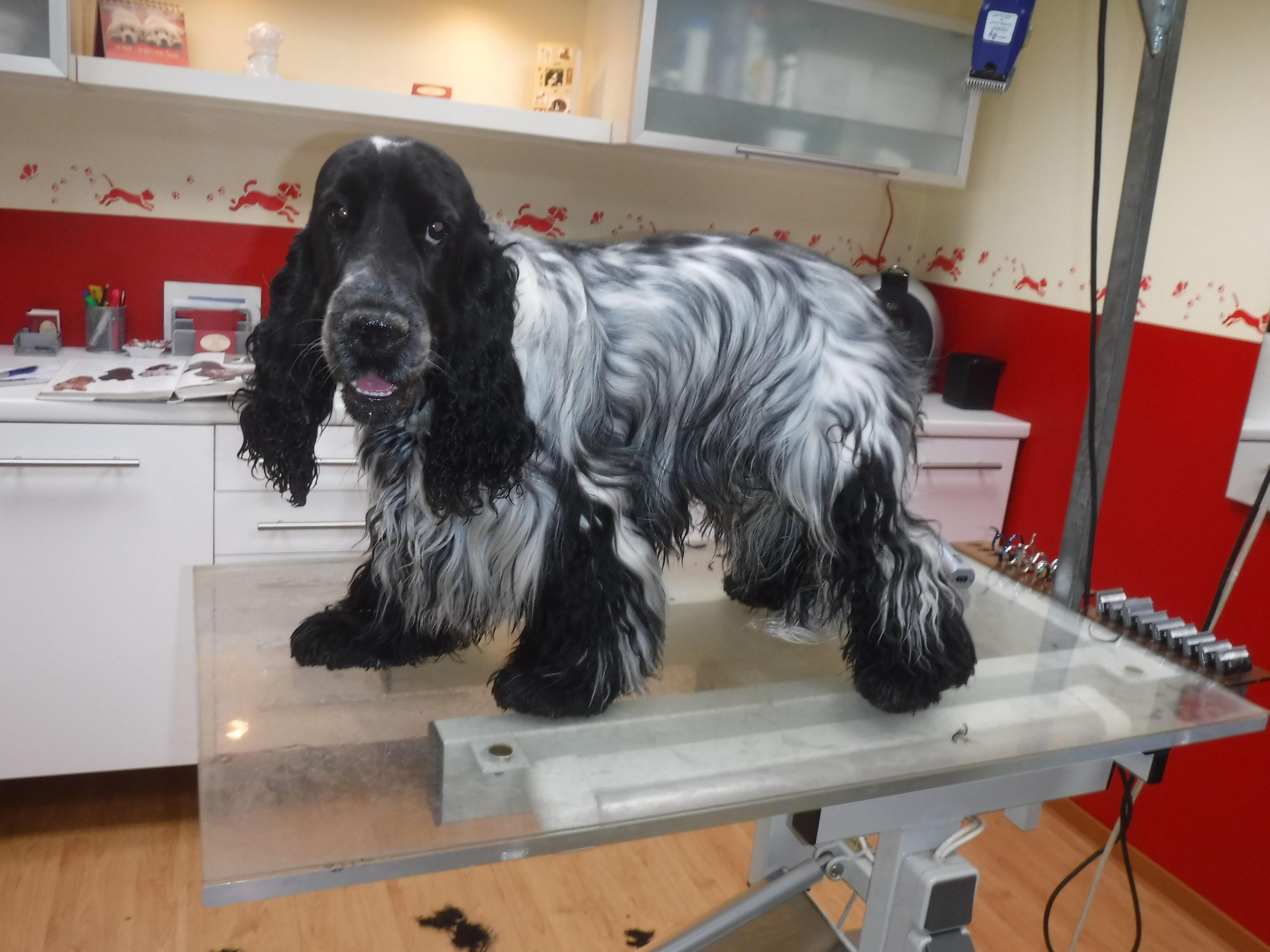 Casper im Hundesalon