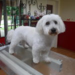 Gysmo fertig frisiert