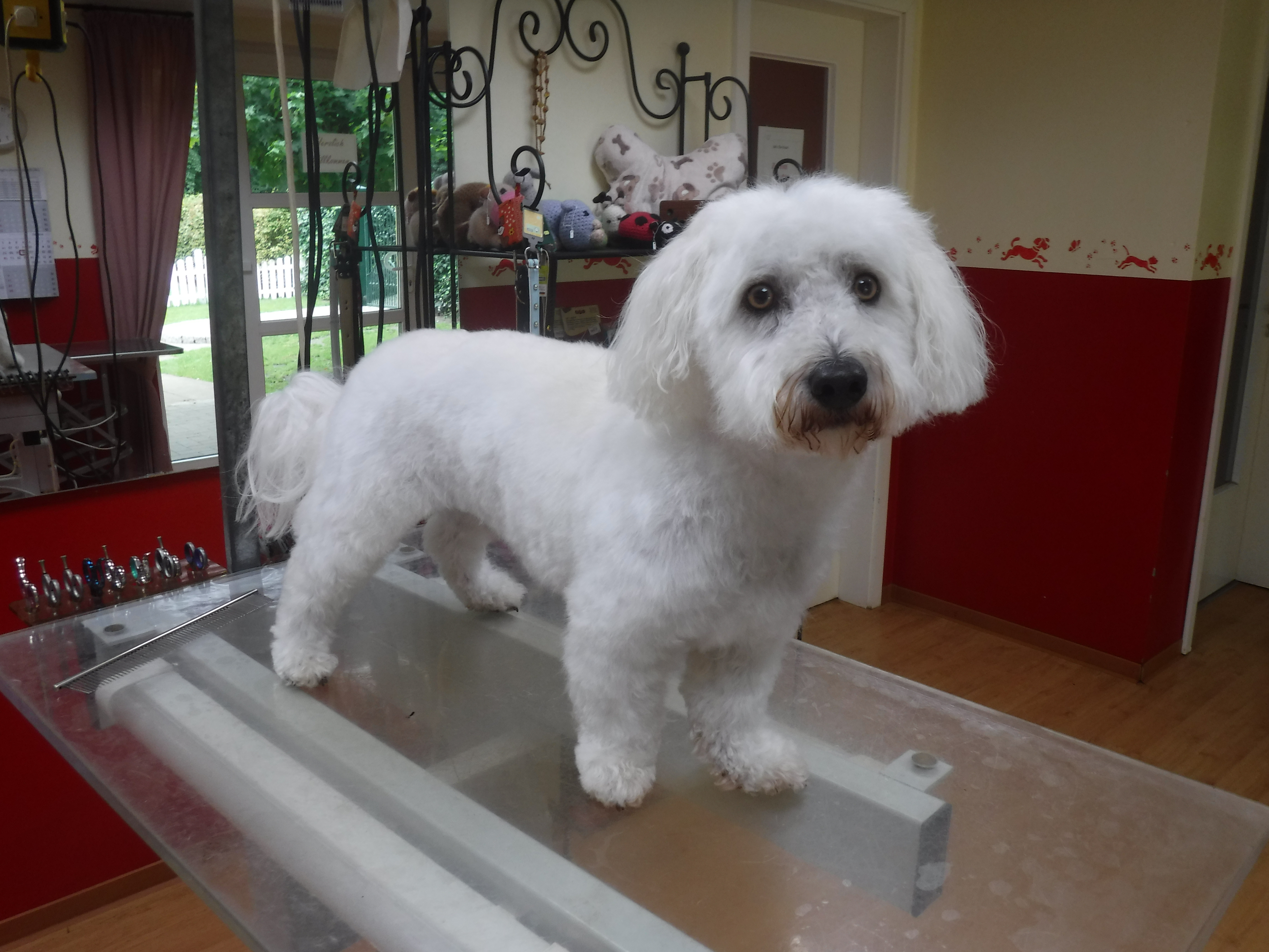 Gysmo im Hundesalon