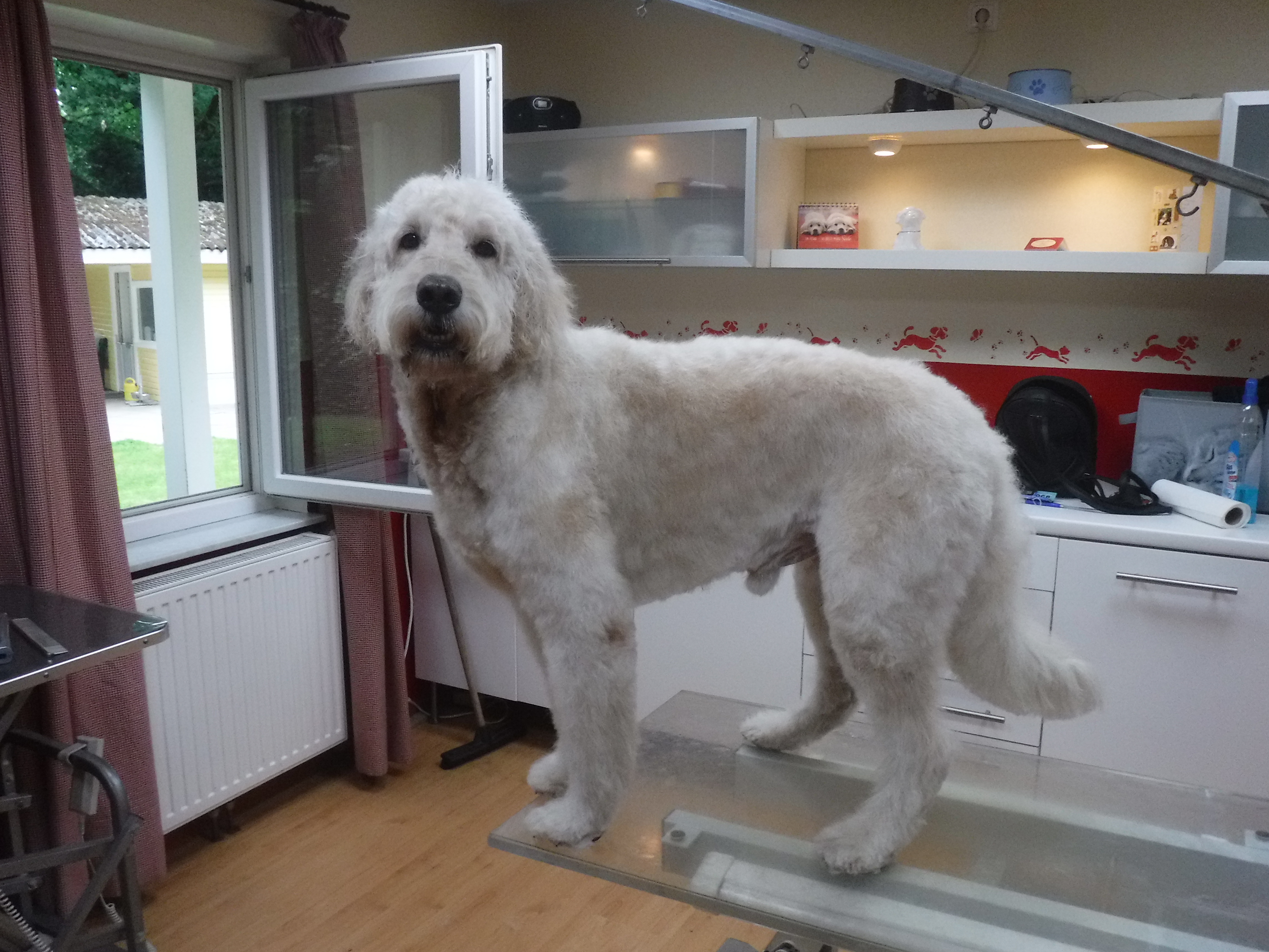 Simba im Hundesalon