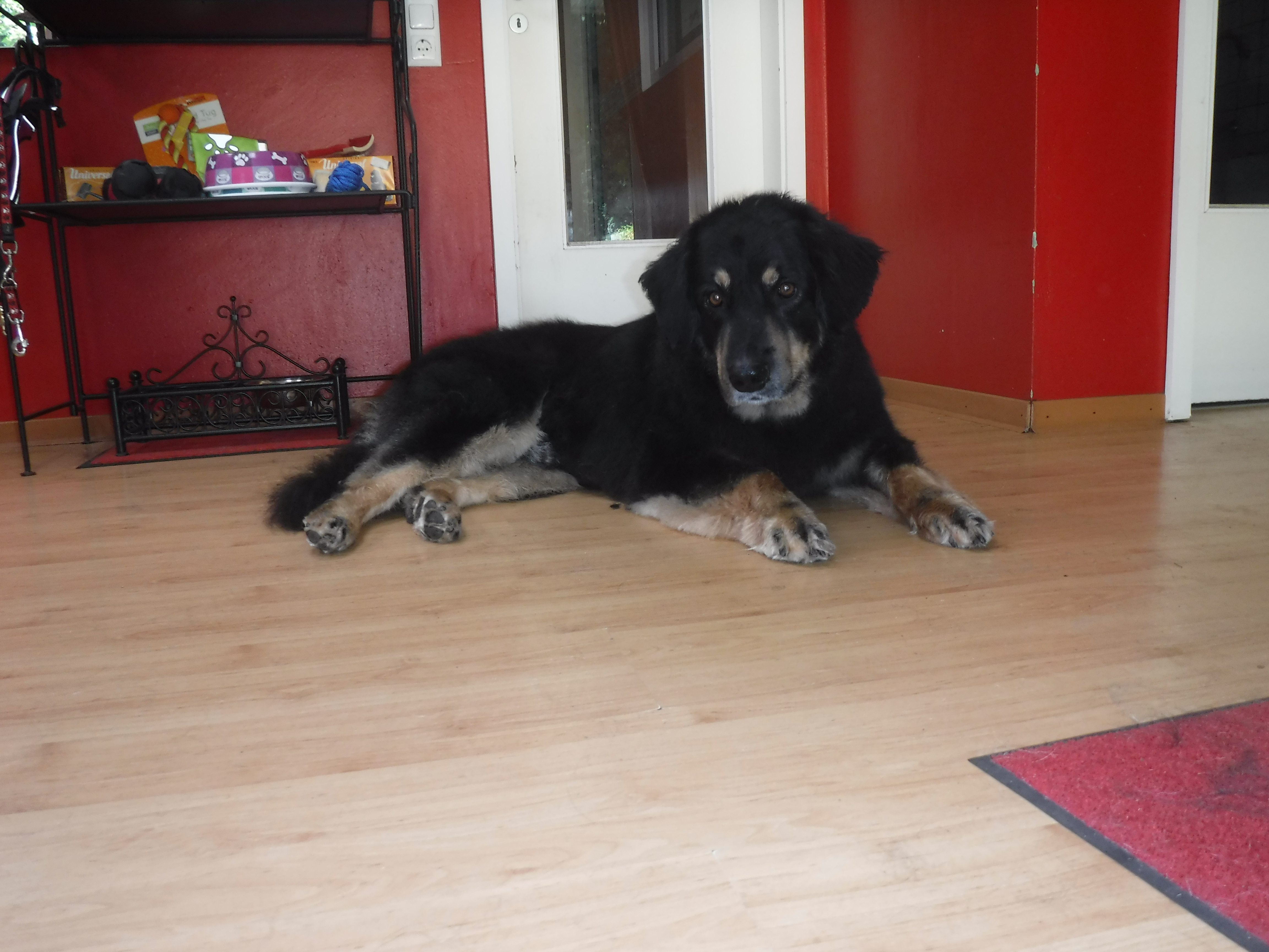 Hovawart Sam im Hundesalon