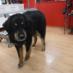 Sam gebadet, geföhnt, geschnitten