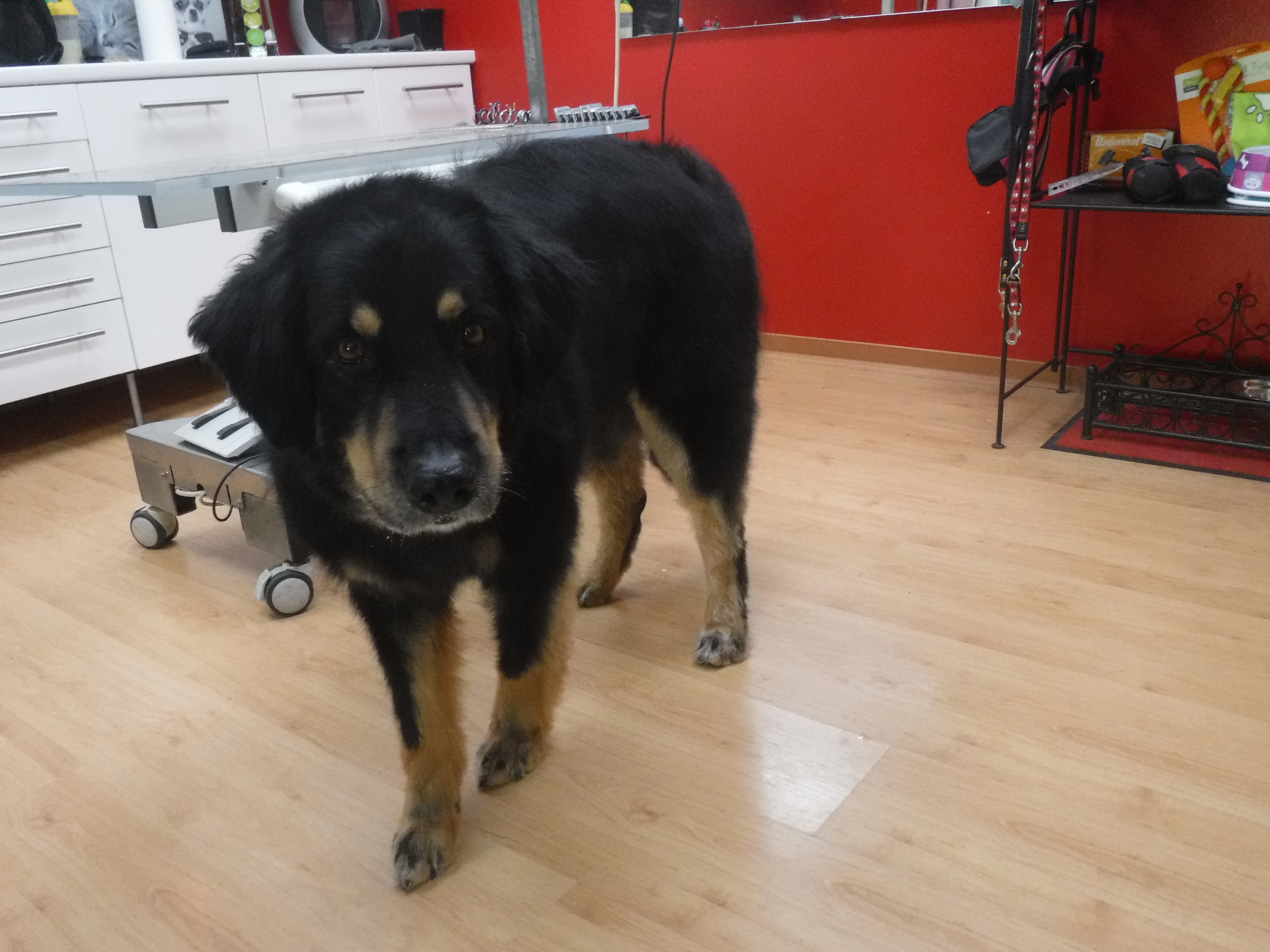 Sam im Hundesalon