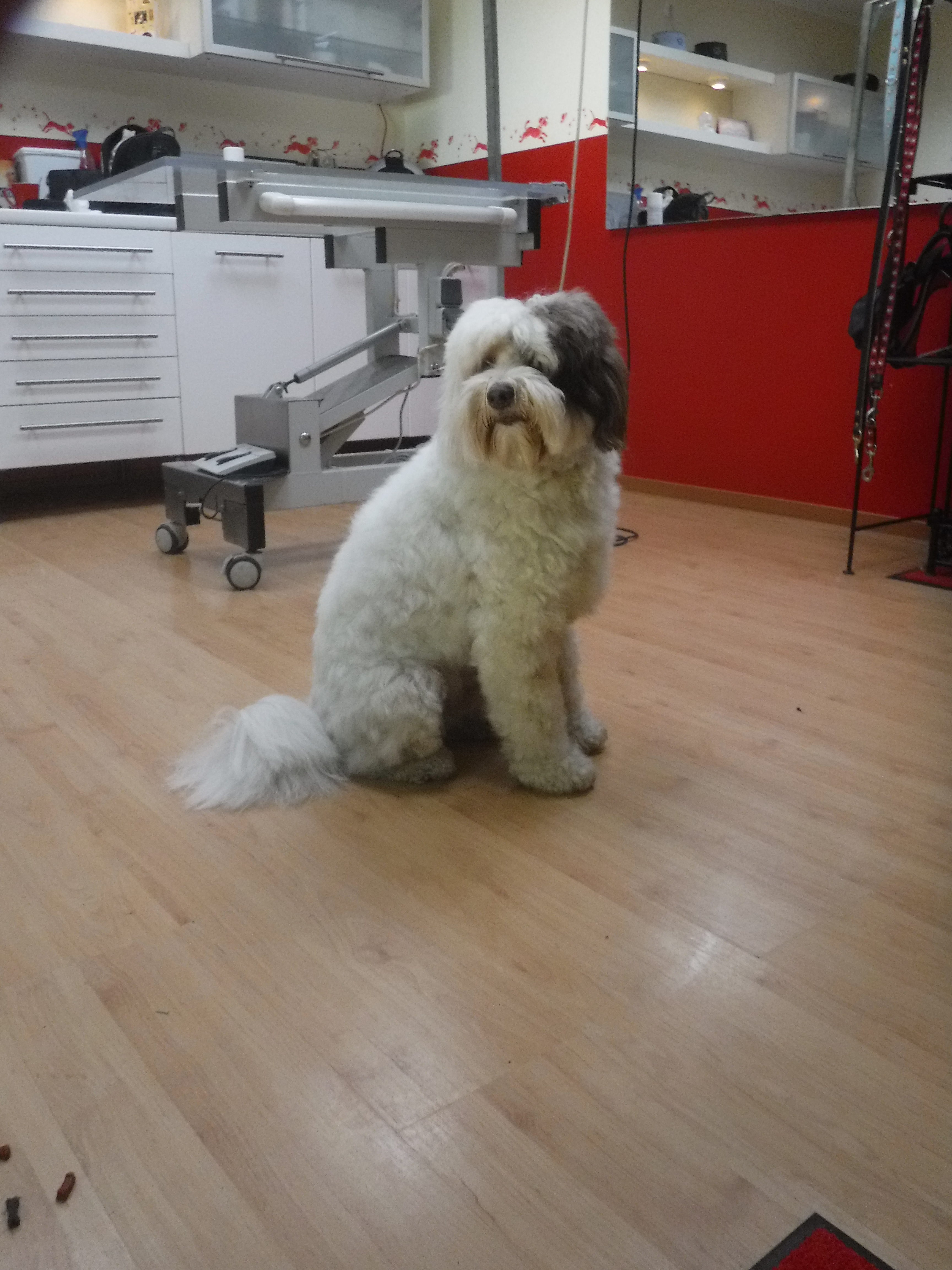 Quentin im Hundesalon