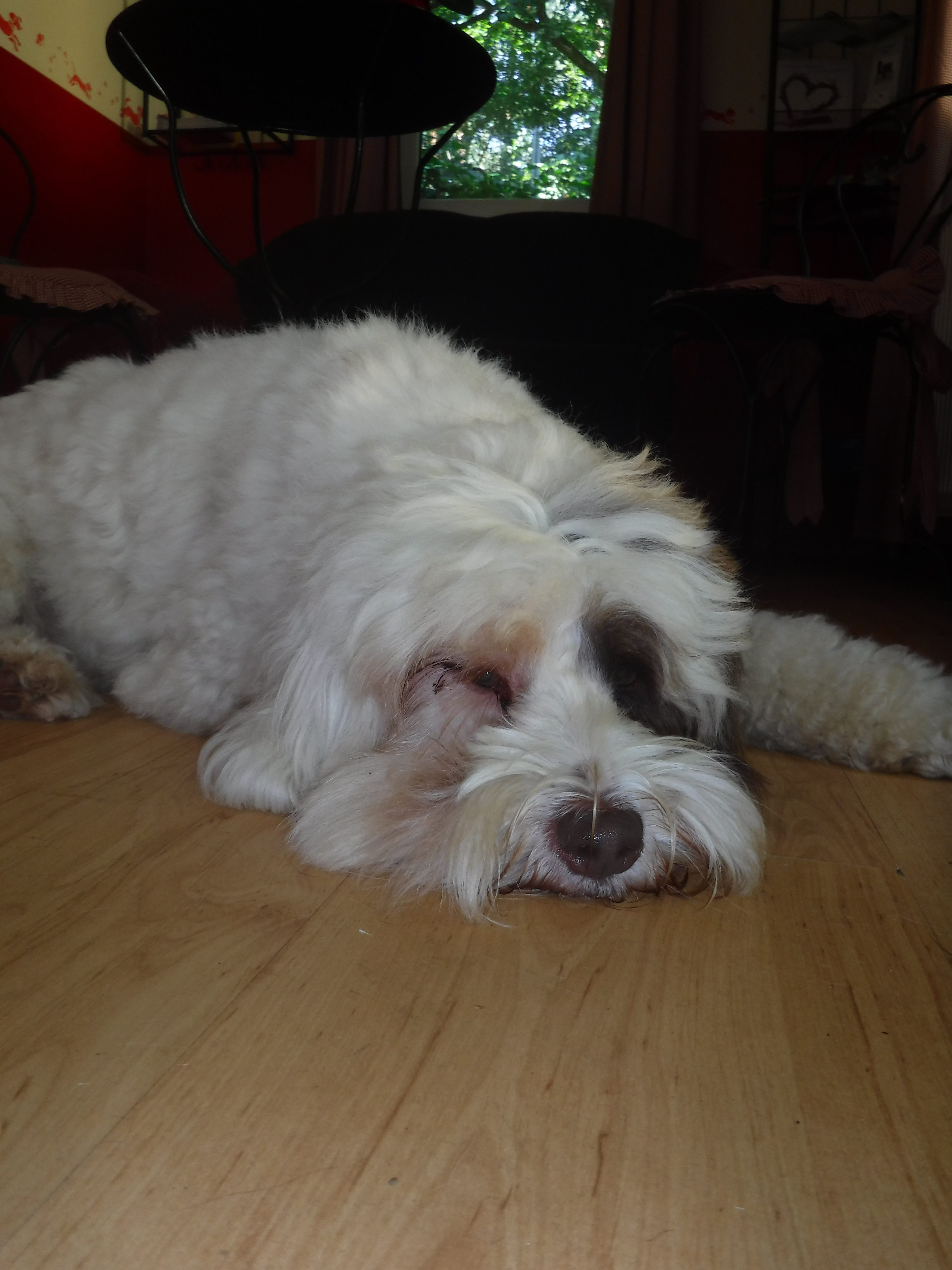 Quentin im Hundesalon