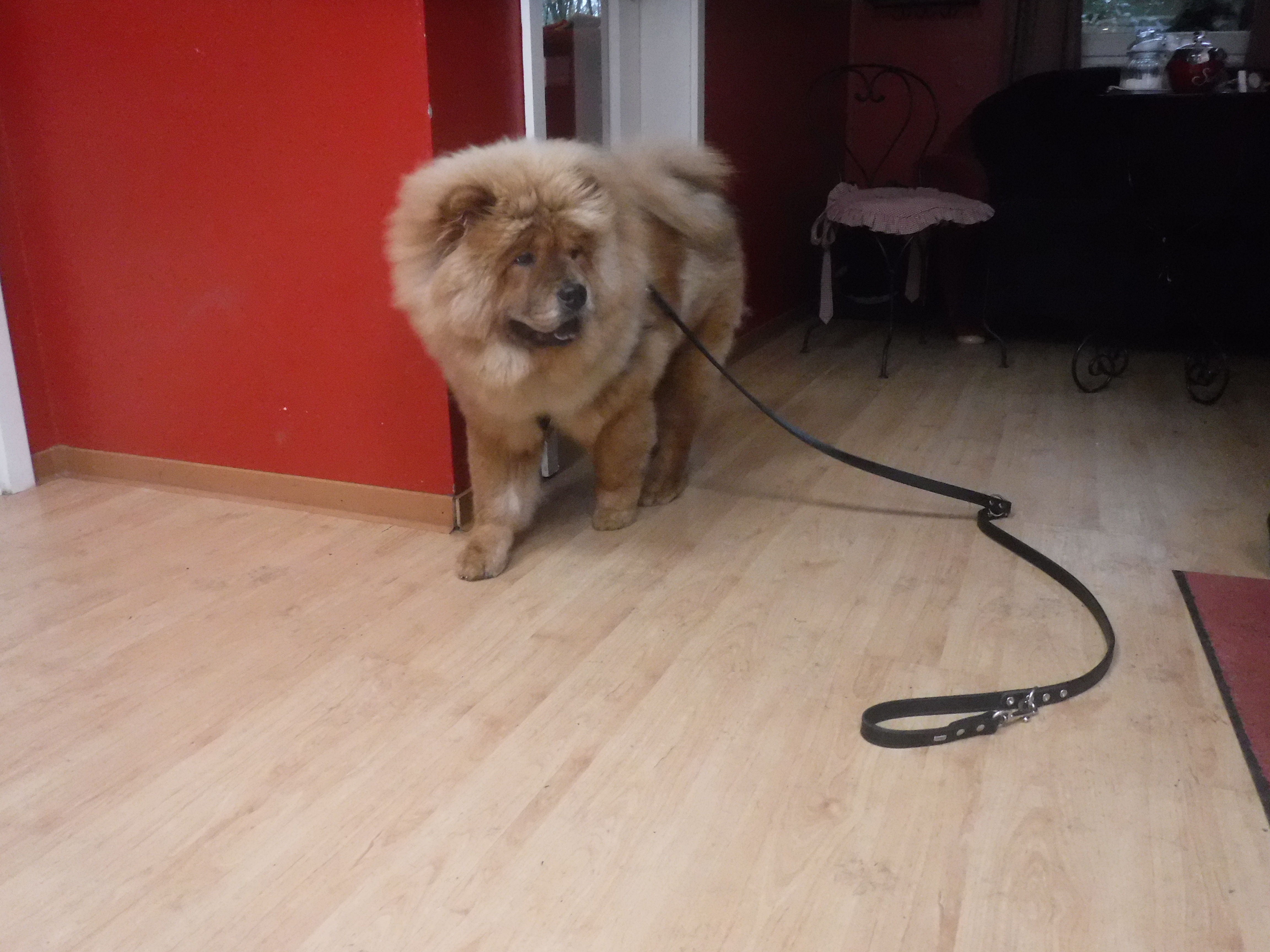 ChowChow Hündin