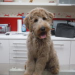 Labradoodle Sammy erstes Mal