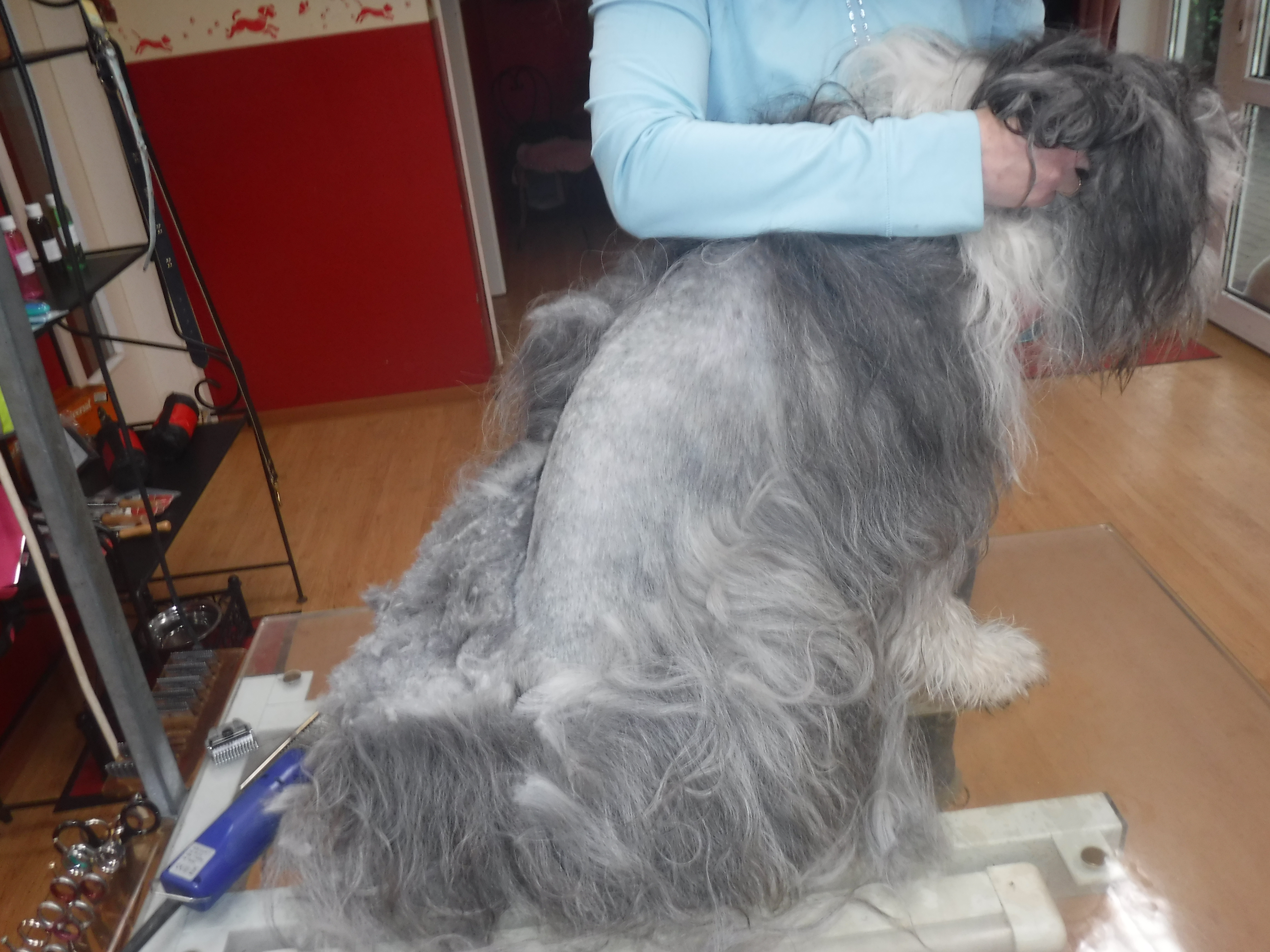 Bearded Collie verfilzt