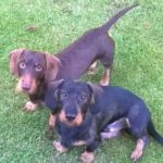 Kaninchendackel trimmen