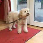 Mini Goldendoodle Lola erste Mal