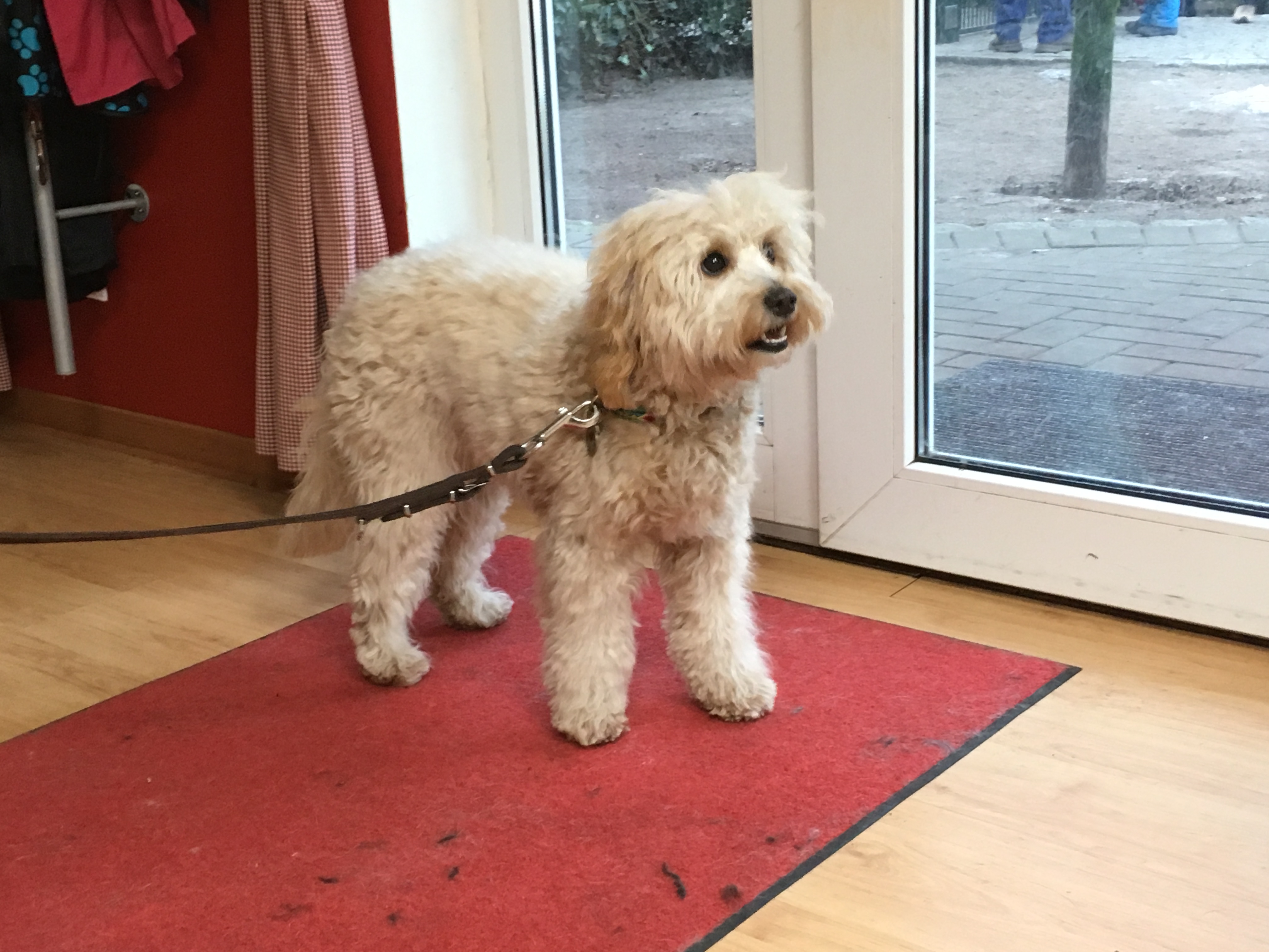 Mini Goldendoodle Lola erste Mal