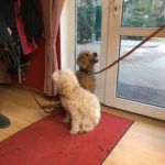 Labradoodle Frieda Mini Goldendoodle Lola