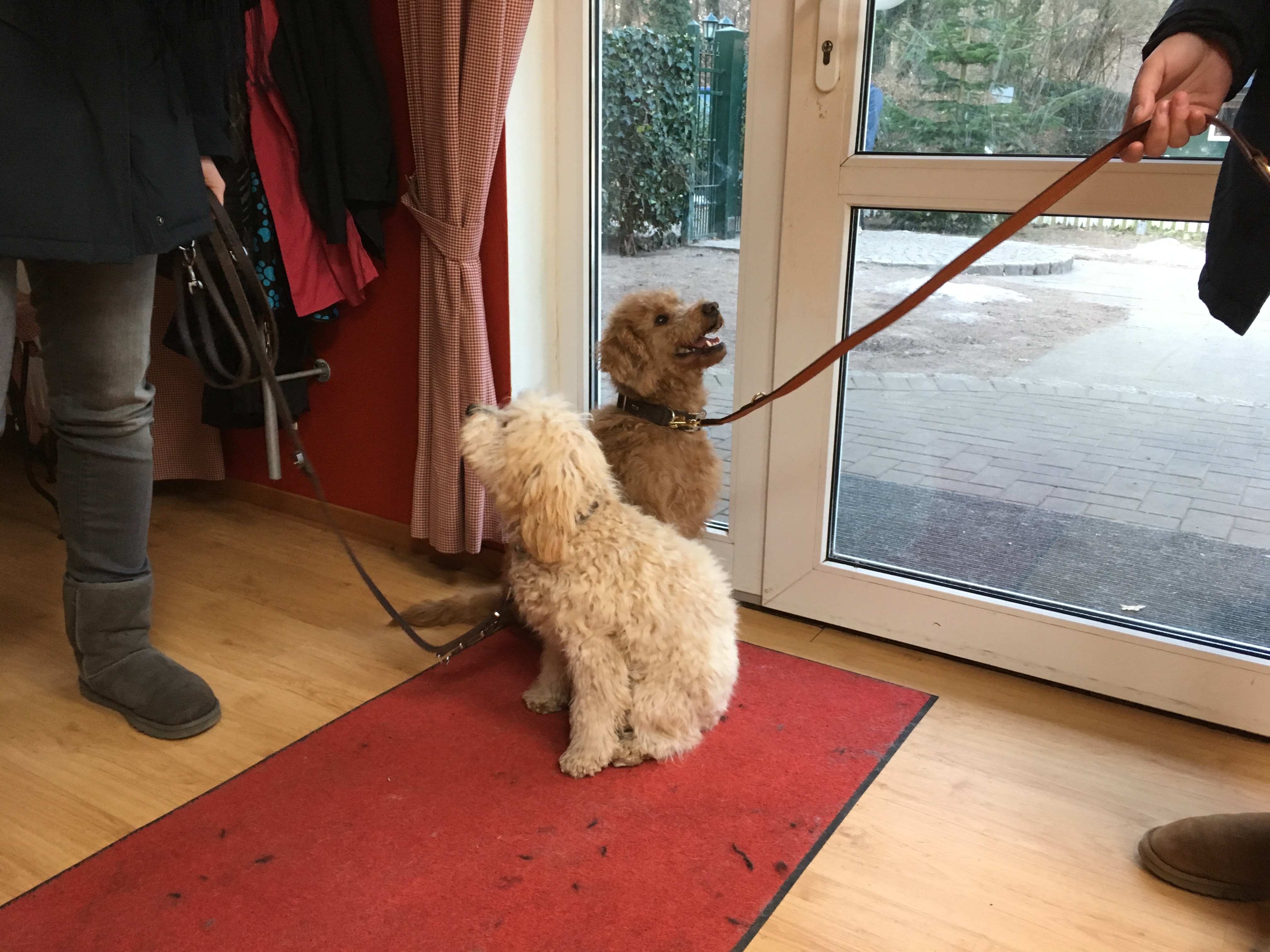 Labradoodle Frieda Mini Goldendoodle Lola