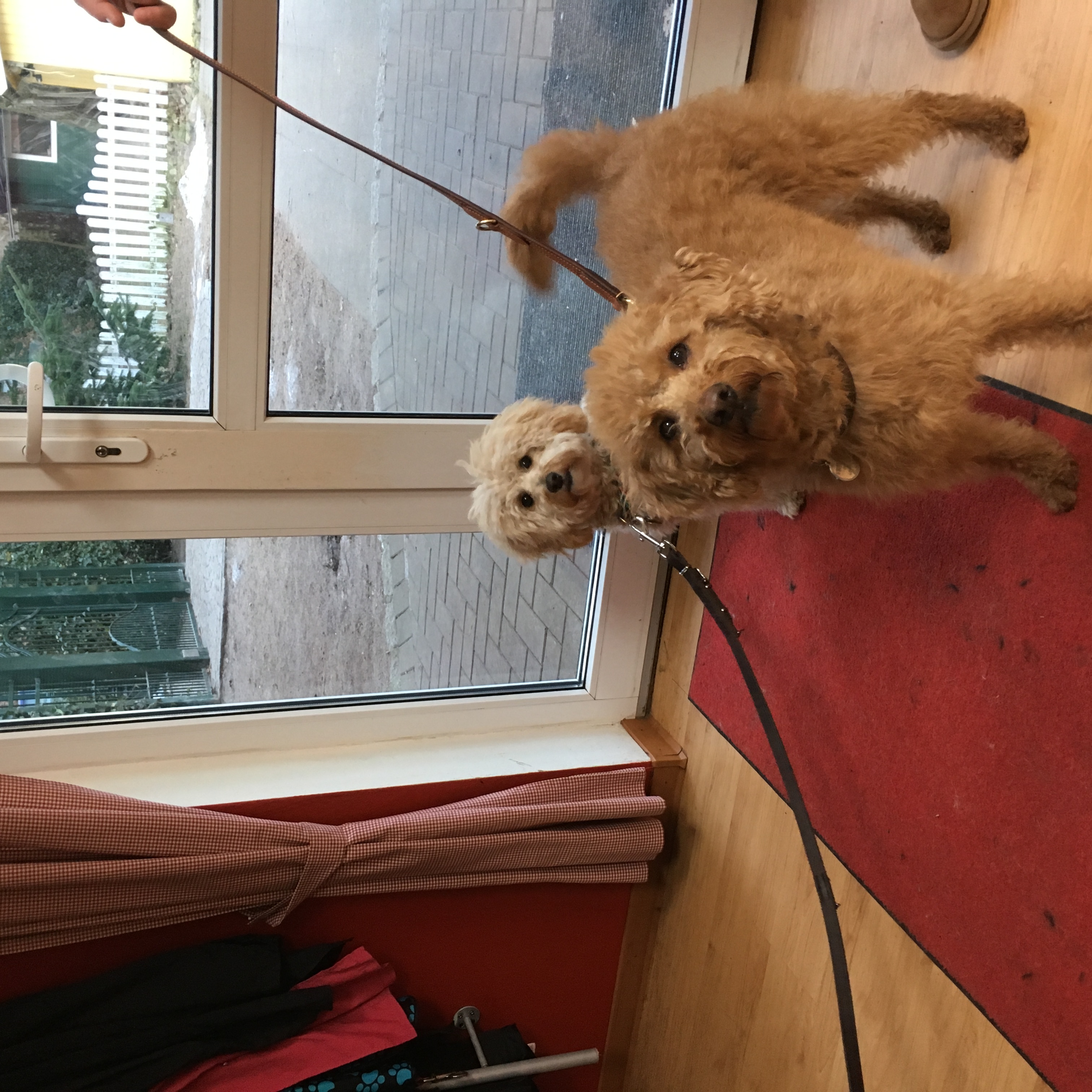 Labradoodle Frieda Mini Goldendoodle Lola