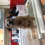 Moritz bereit zum trimmen