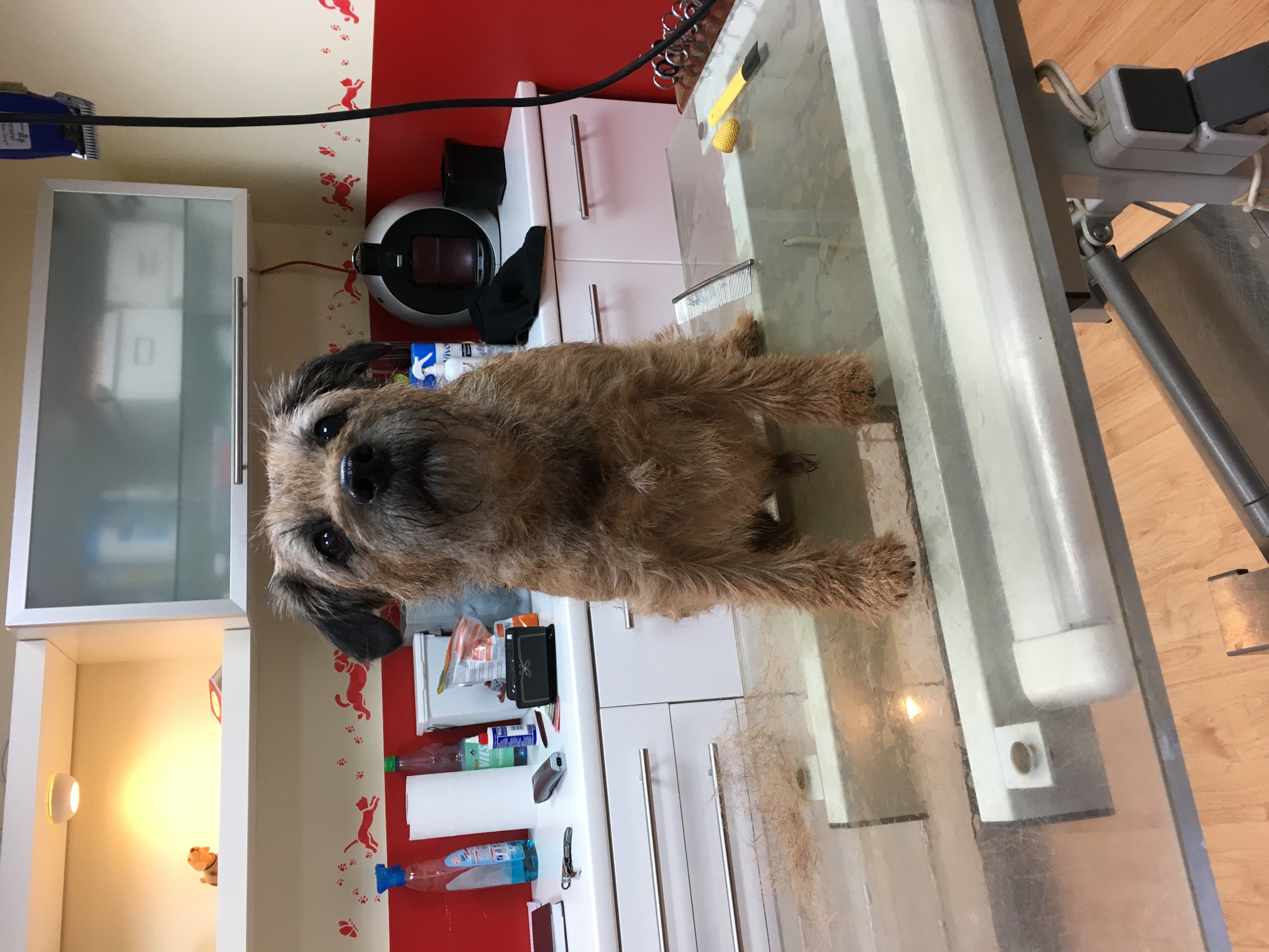 Moritz bereit zum trimmen