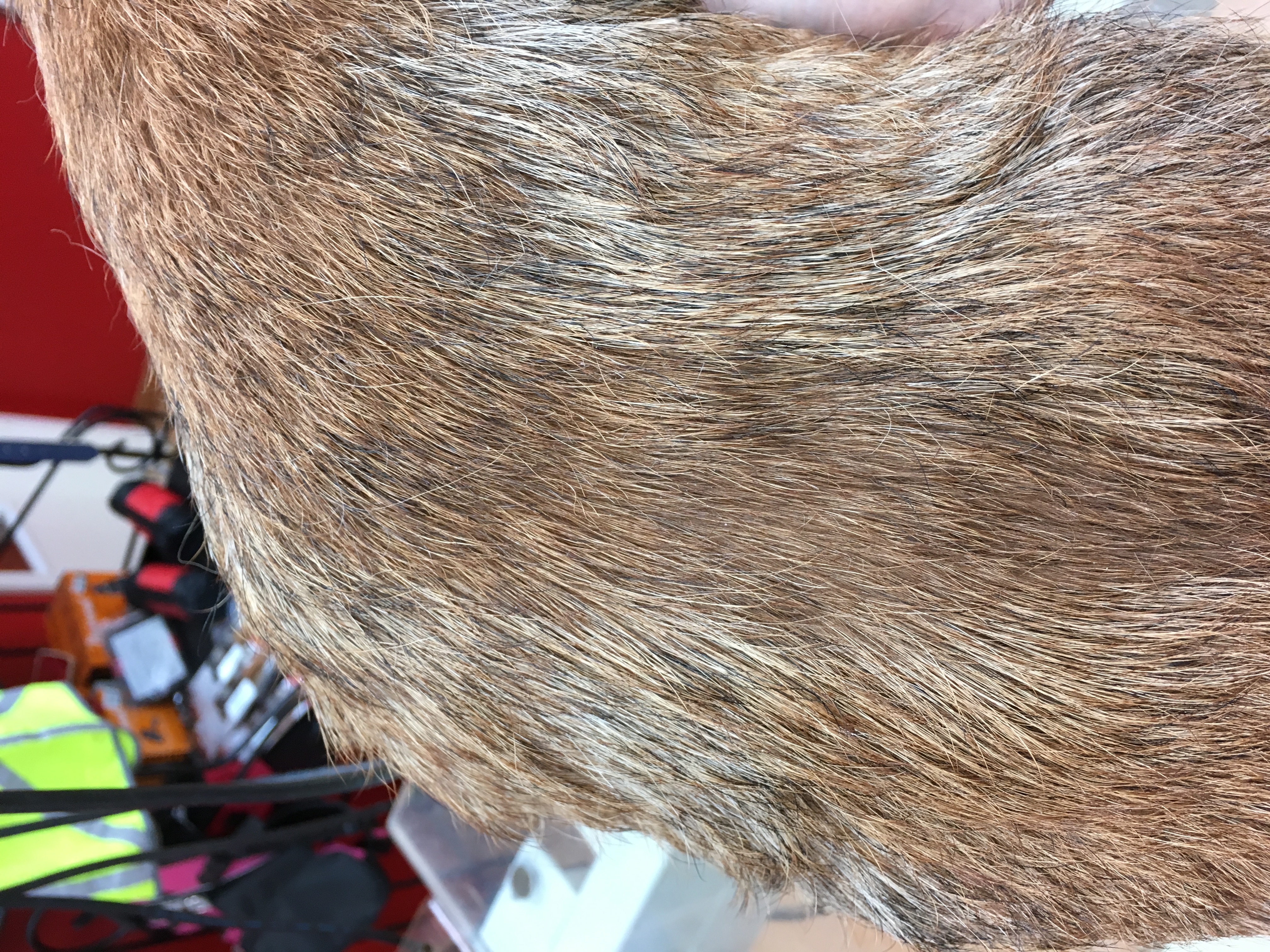 unterschied /kleines Stück getrimmt