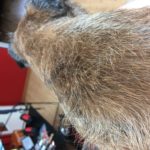 Moritz Border Terrier trimmen