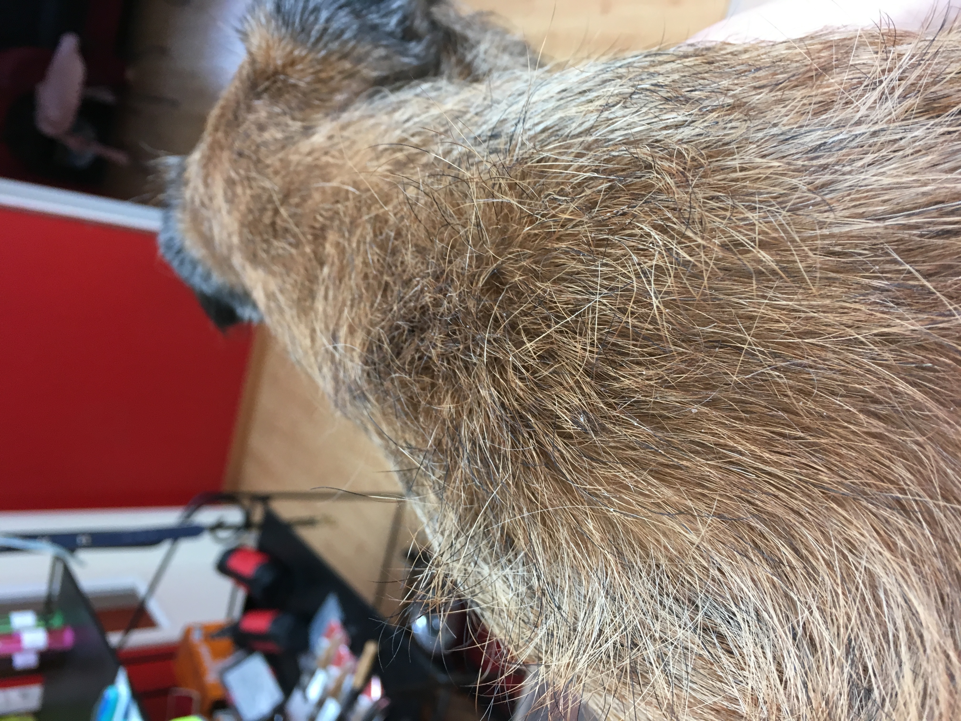 Benni bereit zum toben