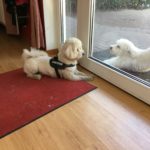 Benni bereit zum toben