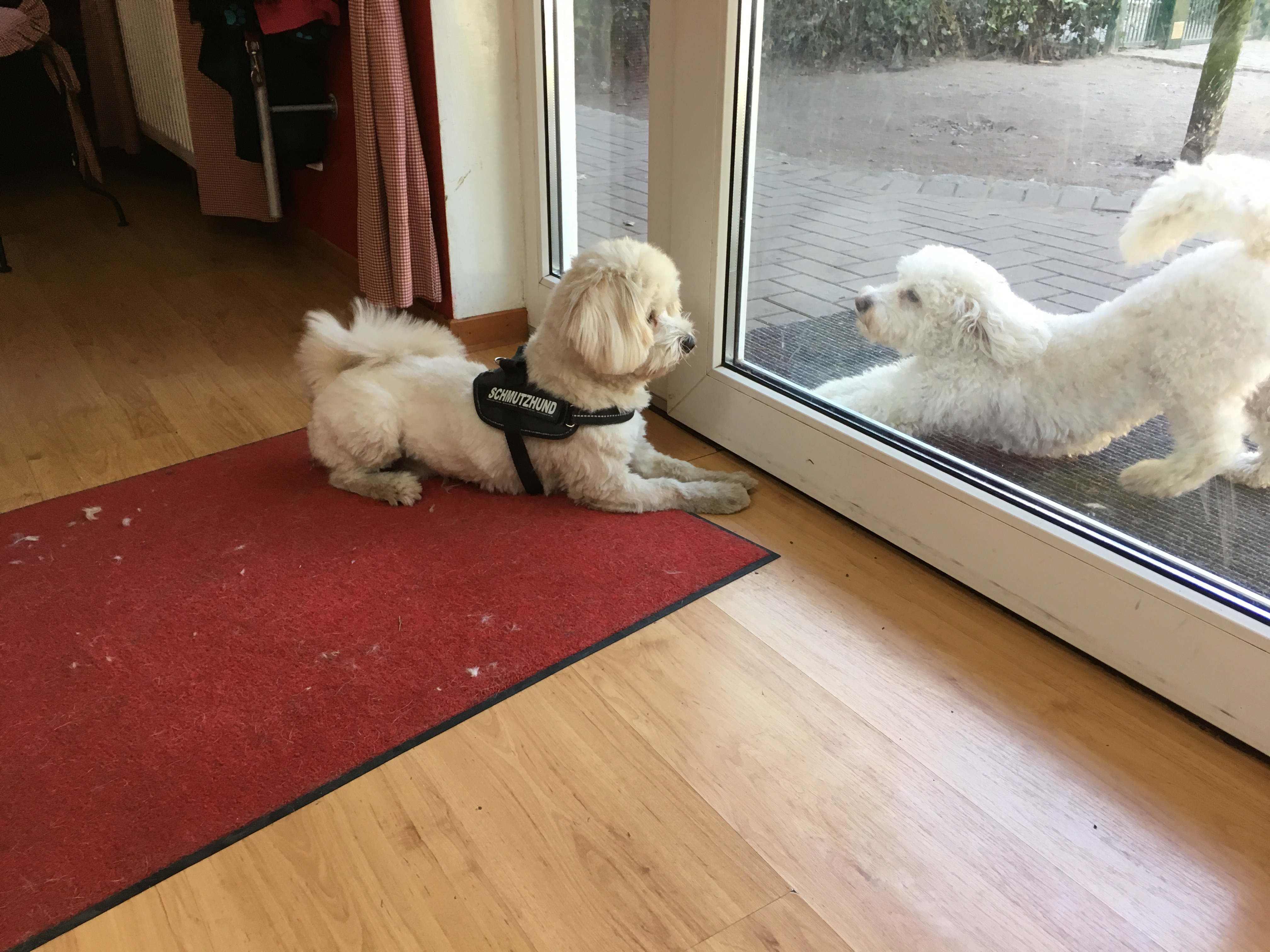 Benni bereit zum toben