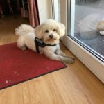 Benni fertig frisiert