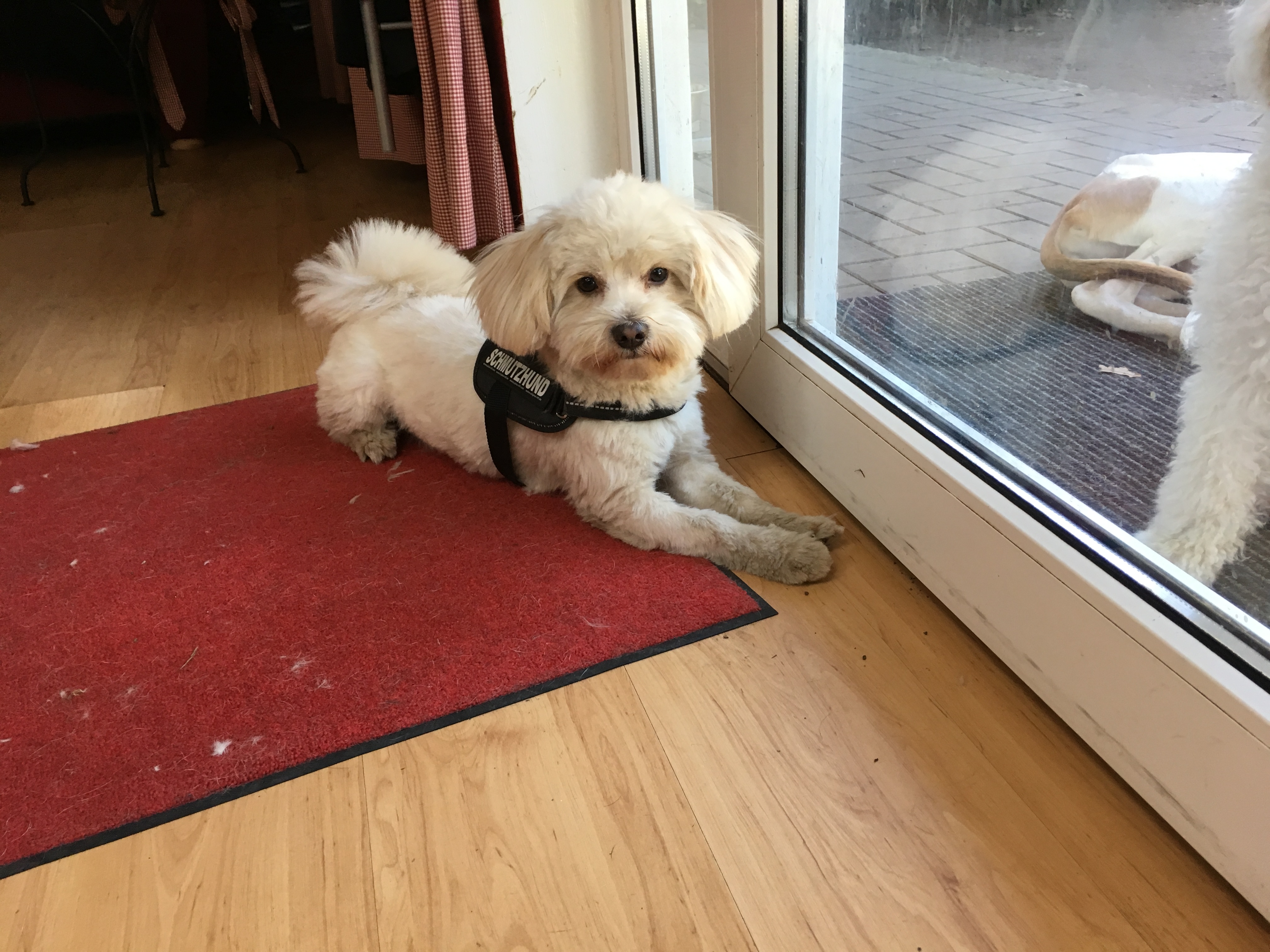 Benni fertig frisiert